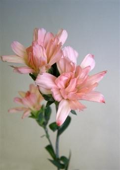 Dianthus caryophyllus(Spray) Mini Tiara Pink.jpg